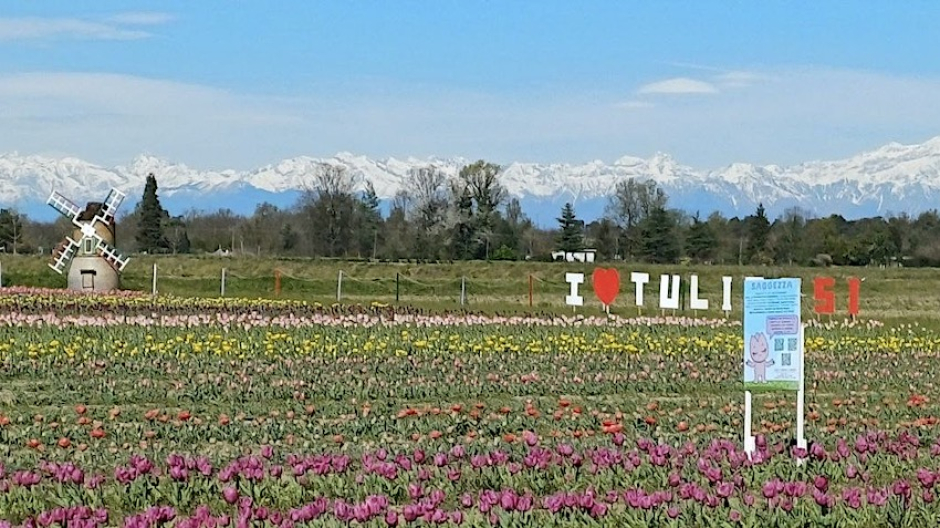 Cameri, aperto a Pasqua e Pasquetta il grande campo di tulipani di autoraccolta